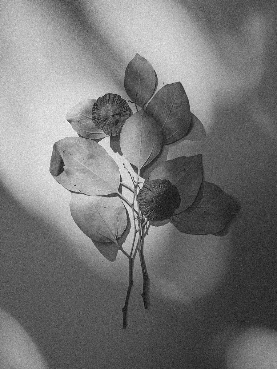 obra de arte fotografica con hojas secas